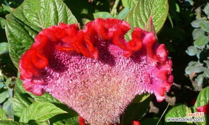 探寻鸡冠花花语的深层意义 鸡冠花