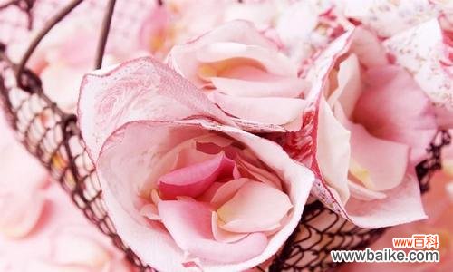 爱情与浪漫的象征-红玫瑰 红玫瑰与粉玫瑰的寓意