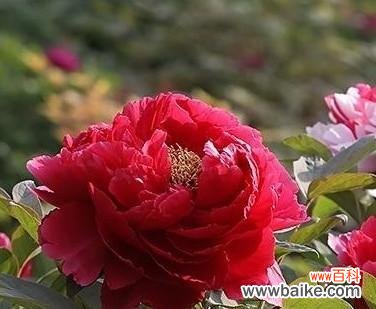 红牡丹花开 红牡丹