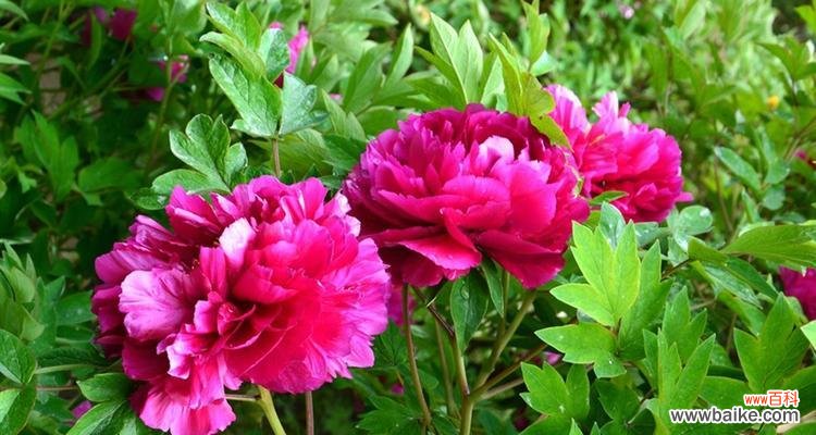 红牡丹花开 红牡丹