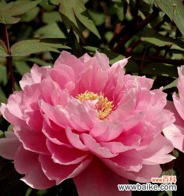 红牡丹花开 红牡丹