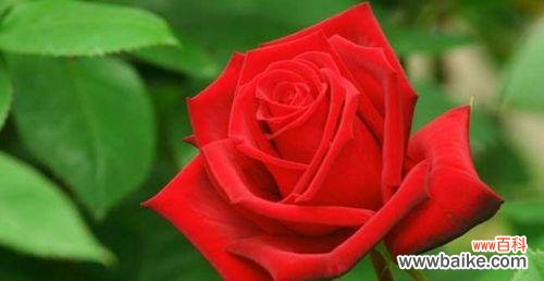 探索红玫瑰的浪漫花语及其背后的传说 红玫瑰花语与传说