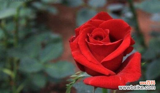 探索红玫瑰的浪漫花语及其背后的传说 红玫瑰花语与传说