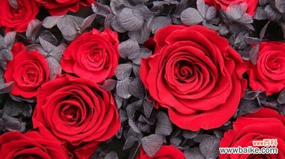 红玫瑰的浪漫爱情寓意 红玫瑰花语与寓意