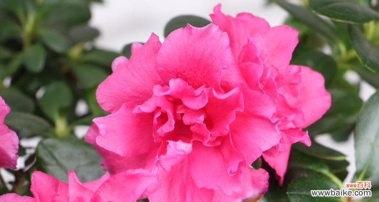 探究红色杜鹃花所代表的意义 红色杜鹃花的寓意及其重要性