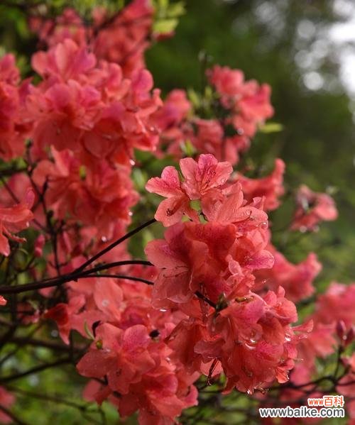 探究红色杜鹃花所代表的意义 红色杜鹃花的寓意及其重要性