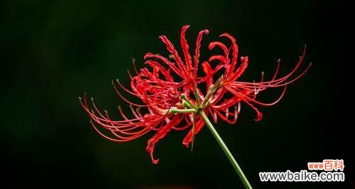 红色曼陀罗花语的意义及传承