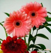 揭开红色太阳花的花语之谜 红色太阳花