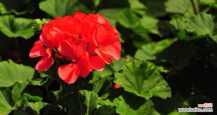 揭开红色太阳花的花语之谜 红色太阳花