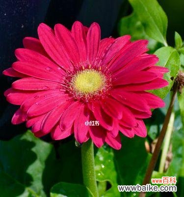 揭开红色太阳花的花语之谜 红色太阳花