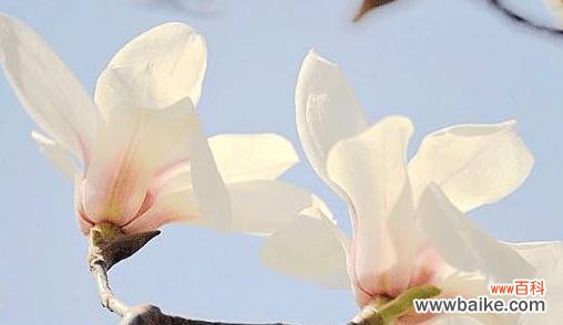 红玉兰花的美丽与意义 红玉兰花花语