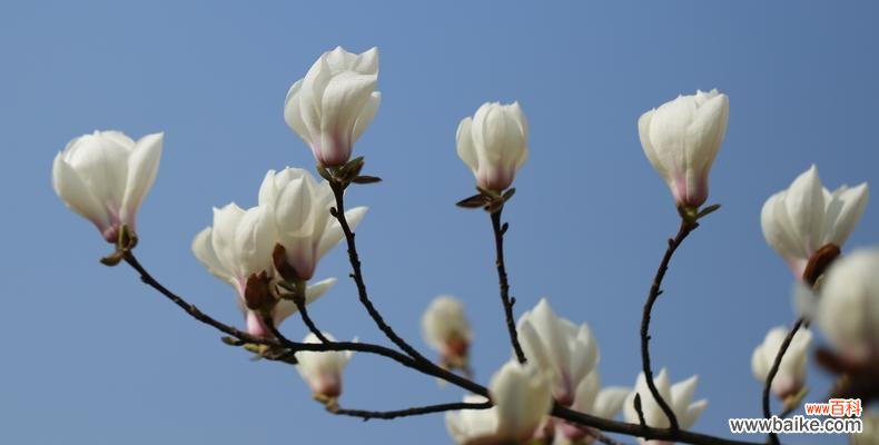 红玉兰花的美丽与意义 红玉兰花花语