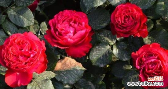 红色月季花语与纯洁的爱的奇妙连接 红色月季花语