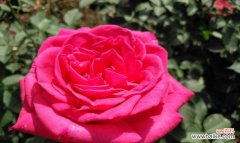 红色月季花语与纯洁的爱的奇妙连接 红色月季花语