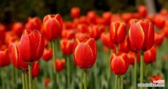 用一朵红色郁金香诠释爱情与热情的花语 红色郁金香的美丽花语