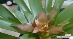 花语揭示的人生奥秘 鸿运当头花