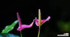 探索红掌花语的深意 红掌花语