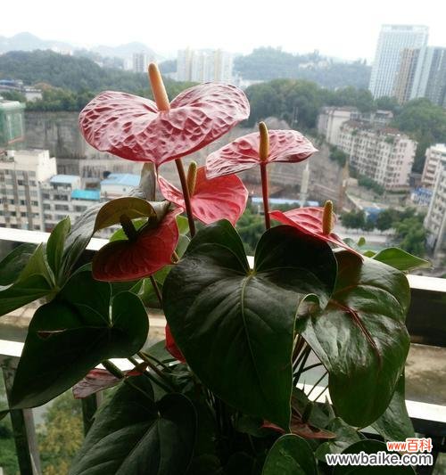 揭示红掌花的含义与象征 红掌花的花语与象征