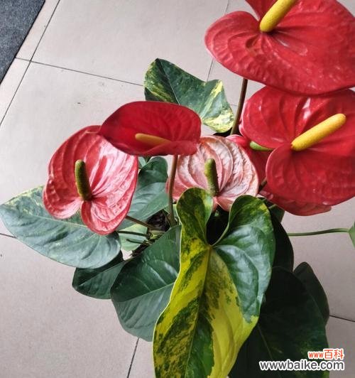 揭示红掌花的含义与象征 红掌花的花语与象征