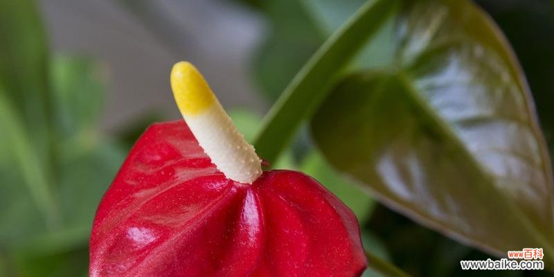 揭示红掌花的含义与象征 红掌花的花语与象征