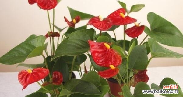 探索红掌花的花语和象征意义 红掌花花语之美丽与祝福