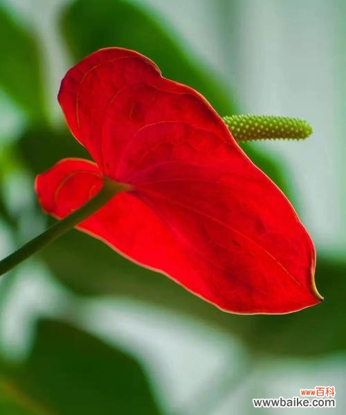 探索红掌花的花语和象征意义 红掌花花语之美丽与祝福