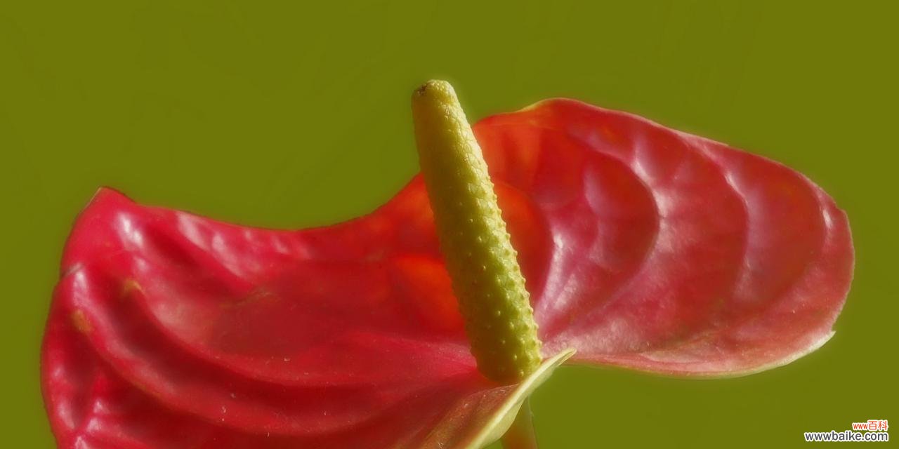 红掌花开 红掌之美——生命力与热情的象征