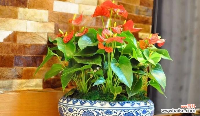 红掌花开 红掌之美——生命力与热情的象征