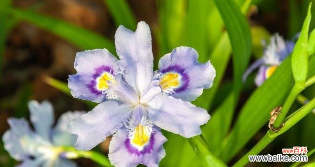 探索蝴蝶花的美丽与意义 蝴蝶花