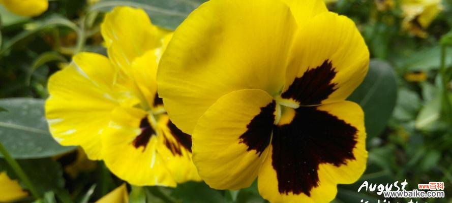 探索蝴蝶花的美丽与意义 蝴蝶花