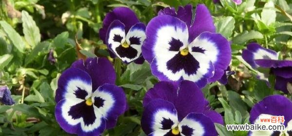 探索蝴蝶花的美丽与意义 蝴蝶花