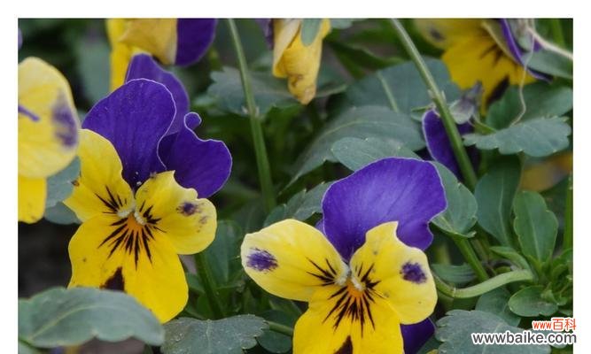 探寻蝴蝶花的花语之美 蝴蝶花