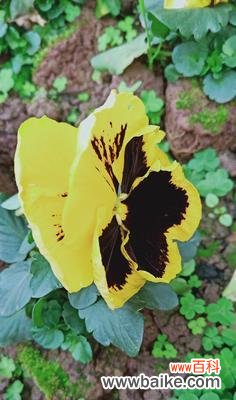 探寻蝴蝶花的花语之美 蝴蝶花