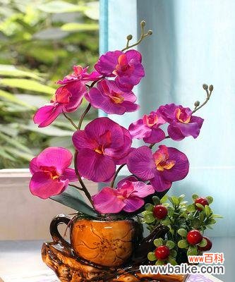 花魁般的蓝色婀娜多姿｜ 蝴蝶兰——生命与自由的象征