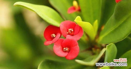 凛然向前 虎刺梅花的寓意与象征意义