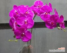 以蝴蝶兰的寓意感悟生活之美 蝴蝶兰