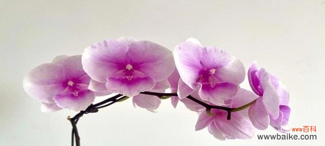 探索蝴蝶兰的花语及其传达的寓意 蝴蝶兰