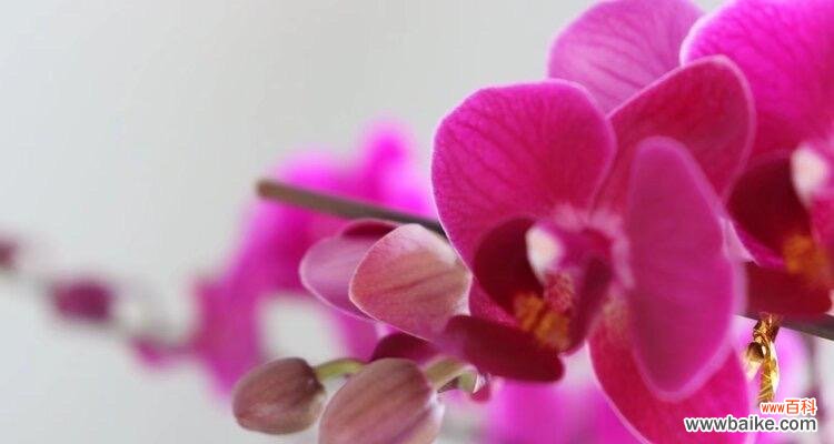 解析蝴蝶兰的花语 蝴蝶兰花语与寓意解读