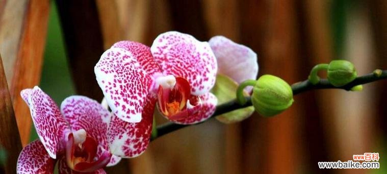 解析蝴蝶兰的花语 蝴蝶兰花语与寓意解读