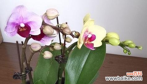 揭开蝴蝶兰背后的花语之谜 蝴蝶兰的花语和寓意