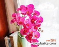 探索蝴蝶兰的深层寓意 蝴蝶兰之美——寓意与意义