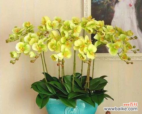 探寻不同颜色蝴蝶兰背后的含义 五彩斑斓的蝴蝶兰花语