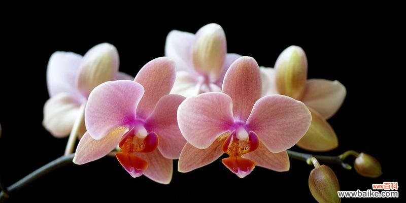 了解蝴蝶兰传递的情感和象征 蝴蝶兰的花语与寓意