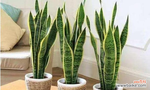 揭秘虎皮兰的隐藏心思——从花语看虎皮兰之美 虎皮兰花的寓意与花语解读