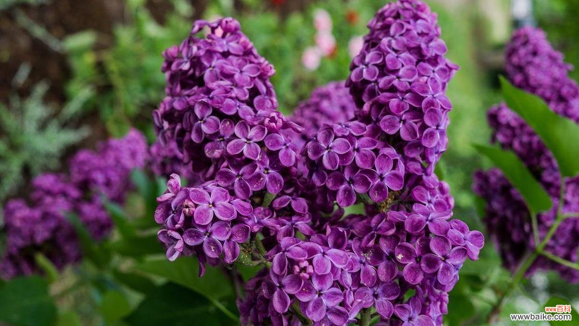 从花叶丁香的花语看世界的美好和无限可能 花叶丁香的花语——浪漫与祝福