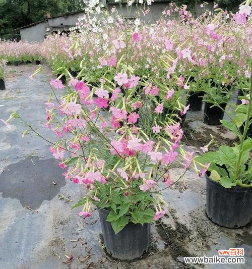 香烟般的花朵绽放 花烟草