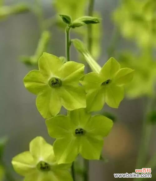 香烟般的花朵绽放 花烟草