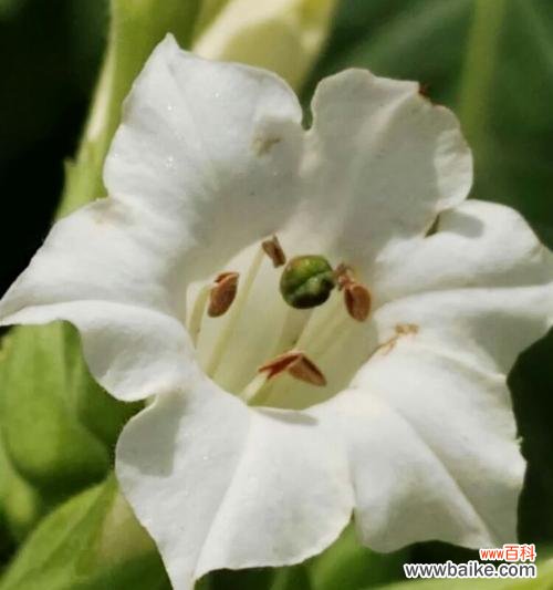 香烟般的花朵绽放 花烟草