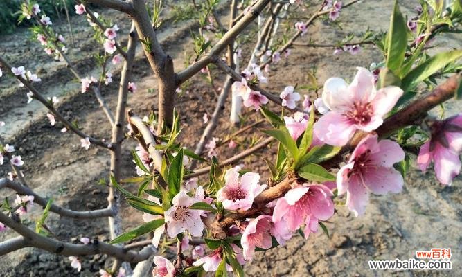探索植物中神奇的花芽分化过程 花芽分化