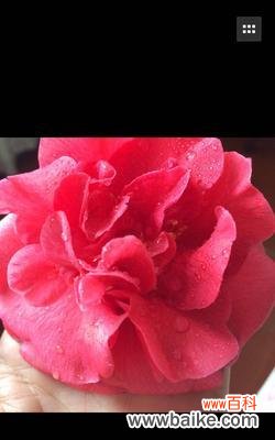 探索植物中神奇的花芽分化过程 花芽分化